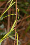 Summer spurge